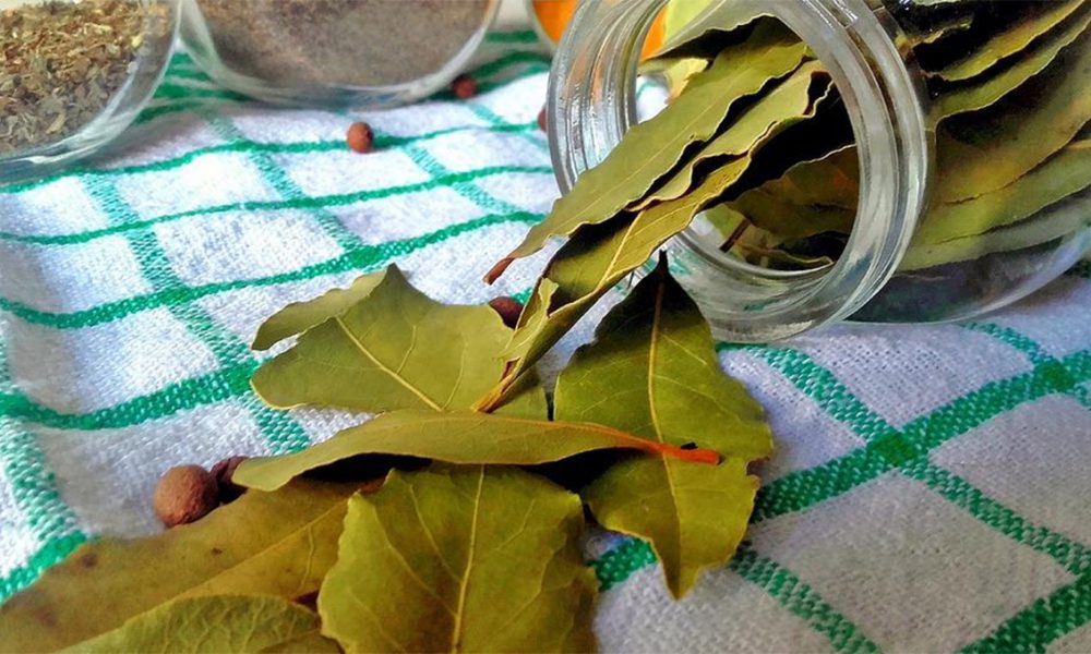 Para Qu Sirven Las Hojas De Laurel Conoce Los Usos Que Le Puedes Dar