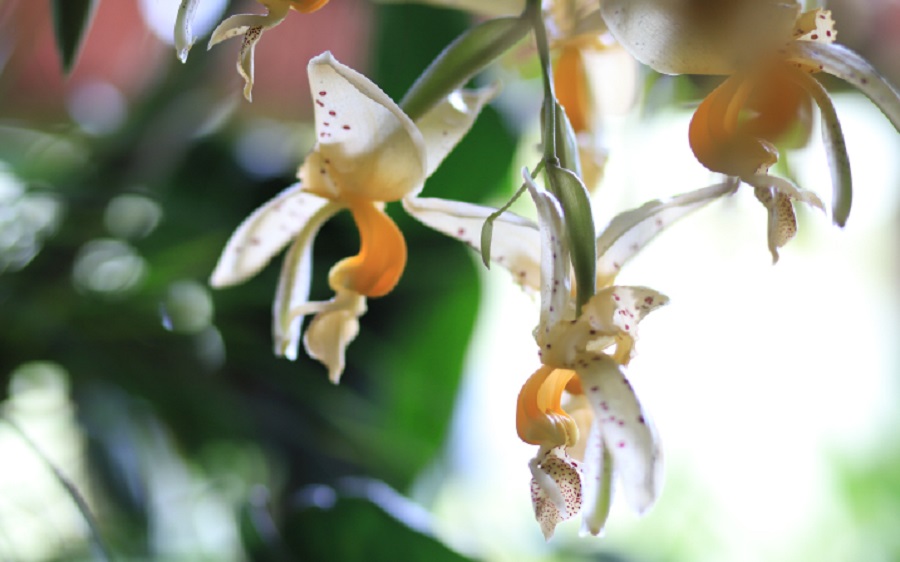 Cuántas especies de orquídeas hay en Ecuador?
