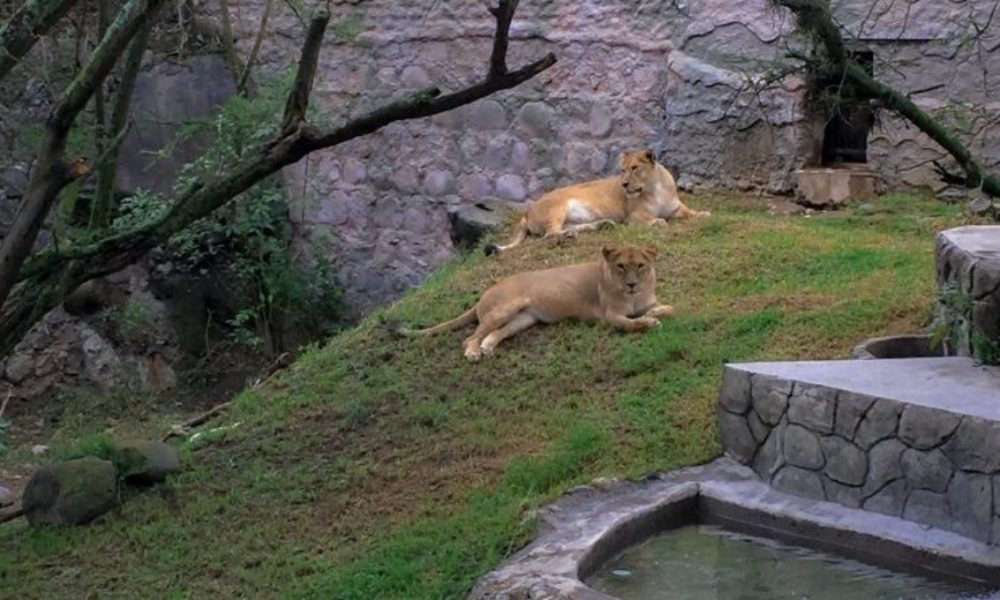 Así busca el Zoológico de Quito juntar a su manada de leones