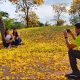 florecimiento de los guayacanes