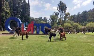 Llamas Quito