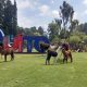 Llamas Quito